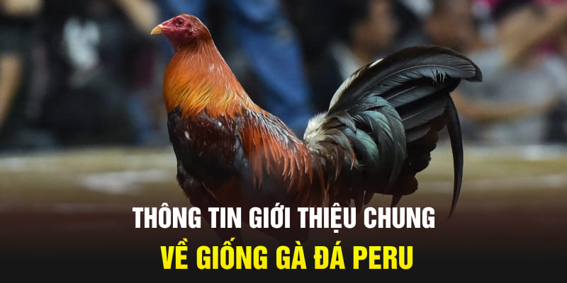 Đá gà Peru