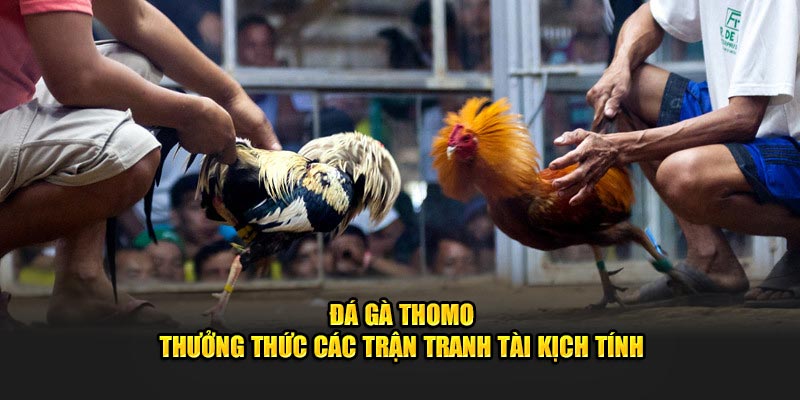 Đá gà Thomo